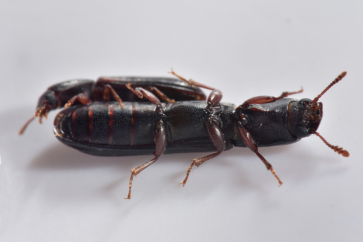 Zopheridae: Colydium elongatum, femmina e maschio